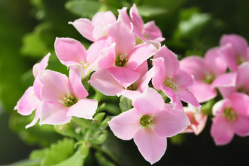Pink flowers of kalanchoe