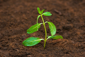 New life concept - green seedling growing out of soil