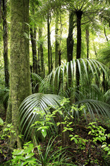 Naklejka premium Tropical jungle forest