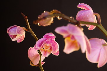 Moth Orchid (Phalaenopsis orchidaceae)