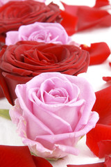 Fototapeta premium rose 6