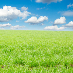 Obraz premium green spring field