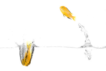 Naklejka premium Happy fishes