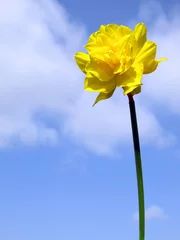 Crédence de cuisine en verre imprimé Narcisse Close up of a spring daffodil flower