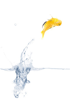 Jumping yellow fish