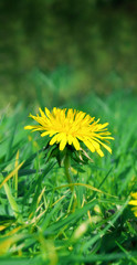 Close up of a spring dandelion flower