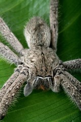 Spider Macro