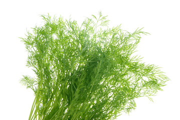 fresh dill herb isolated