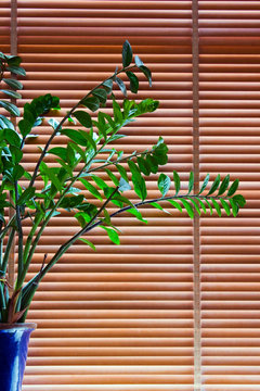 Plant in front of blinds