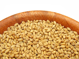 Wheat in wooden dish isolated on white background