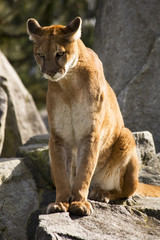 Obraz na płótnie Canvas Mountain Lion Cougar Szukasz Prey