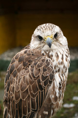 Bird of prey