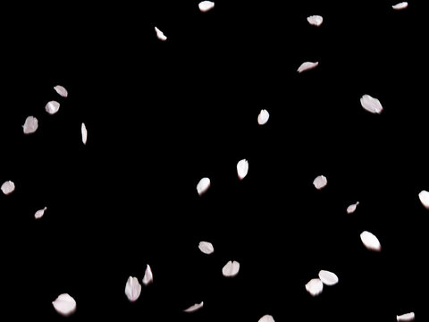 1 647 件の最適な さくら吹雪 画像 ストック写真 ベクター Adobe Stock