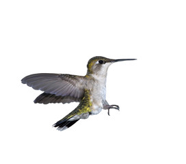 Flying Hummingbird on white