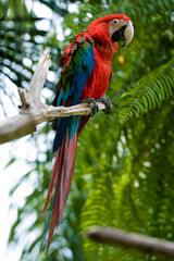 green wing scarlet macaw