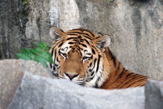 Beautiful tiger portrait