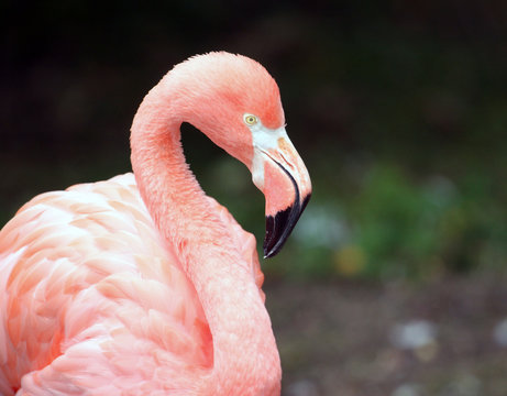 Fototapeta Pink Flamingo portrait