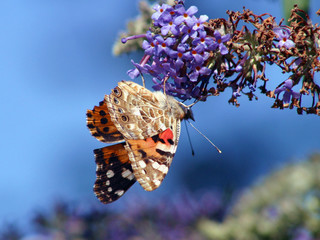 Red Admiral butterfly