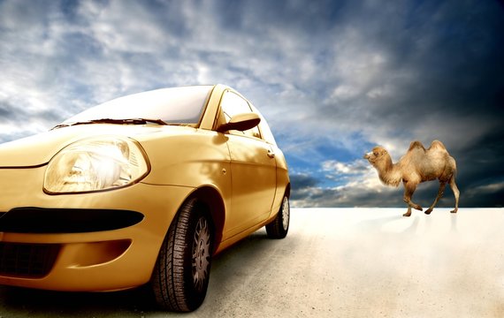 car and camel