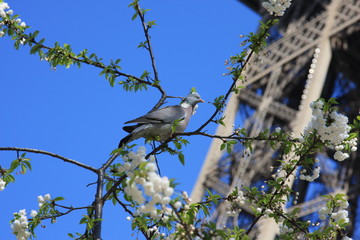 trees and eiffel tower