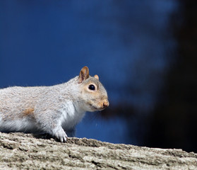Squirrel on the move