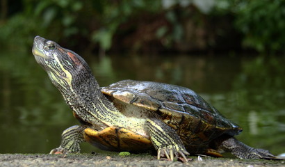 Fototapeta na wymiar Schildkröte