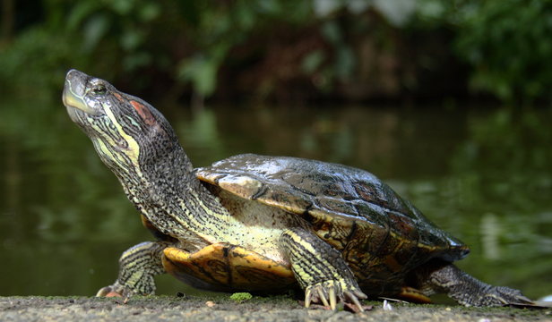 Schildkr&ouml;te