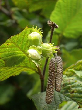 Nahaufnahme Haselnussbaum