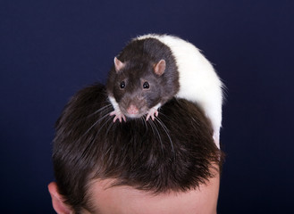 Rat on a head