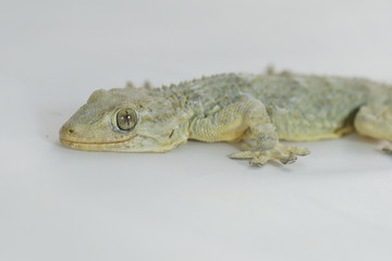 gecko lezard sur fond blanc