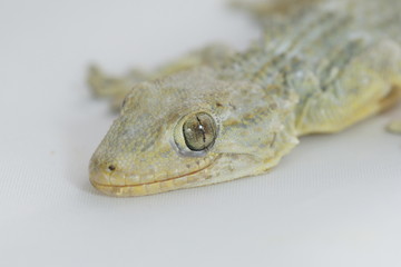 gecko lezard sur fond blanc