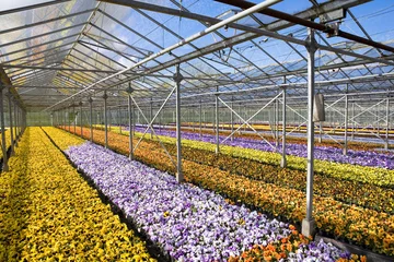 Fotobehang greenhouse-colorful pansies inside © lidian neeleman