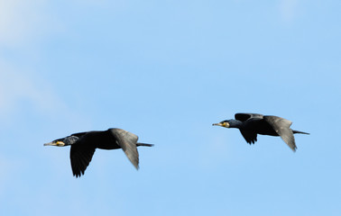 cormorants in flight