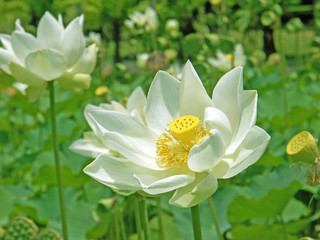 fleurs de lotus