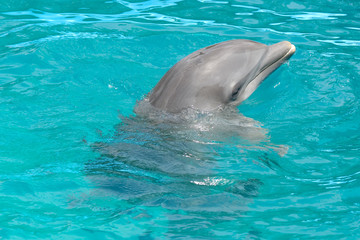 Naklejka premium Dolphin in blue water