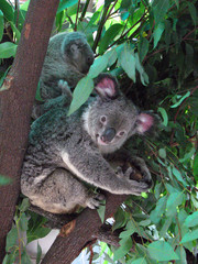 koala mom and puppy