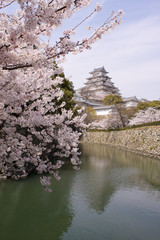 Castle behind cheery blossoms  - 7096847
