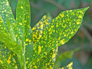 croton © Unclesam