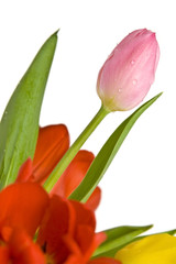 Naklejka premium Beautiful tulips