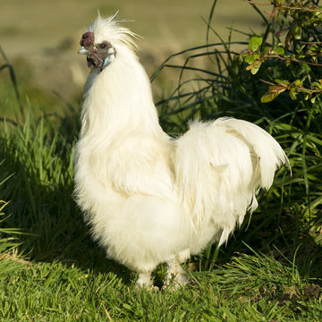 coq n&egrave;gre soie
