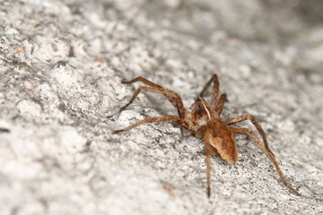 tiny spider