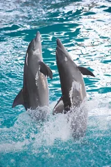 Photo sur Plexiglas Dauphin dolphin attraction