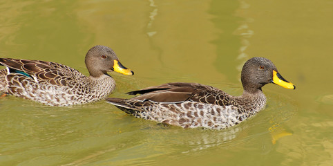 canards sauvages