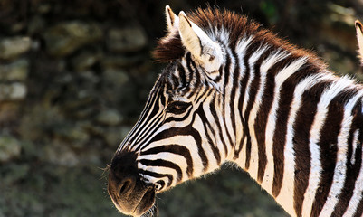 le zebre