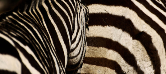 Fototapeta na wymiar 2 zebres