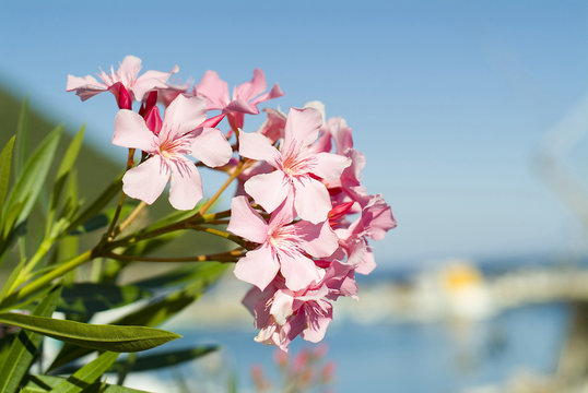 Oleander