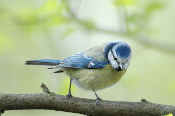 Obraz premium Mésange bleue Parus caeruleus femelle