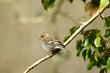 Female Chaffinch