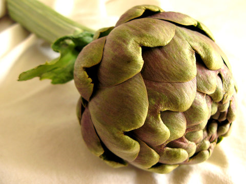 carciofo