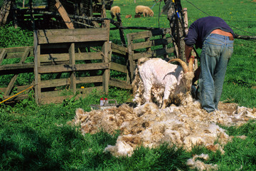 TONTE D'UNE CHEVRE ANGORA